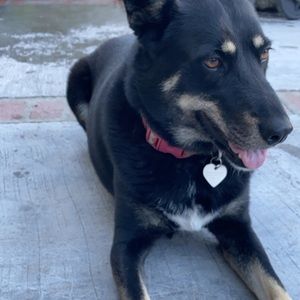 Meet your Posher, Alexus